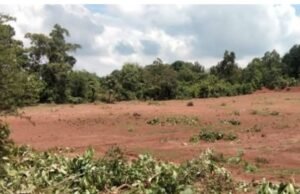 जंगल के रक्षक बने भक्षक,केबिन में बैठकर हो रही जंगल की मॉनिटरिंग