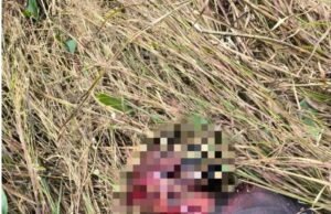 खेत में काम कर रहे किसान पर बाघ ने किया हमला