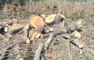 दबंगो ने सैकड़ो हरे भरे आम के पेड़ों की ली बली