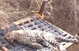 खेत के कुएं में गिरा तेंदुआ, लापरवाही ने ली तेंदुए की जान