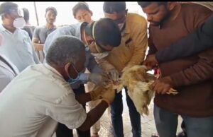 एक महीने के लिए मुर्गी और अंडों की बिक्री पर रोक