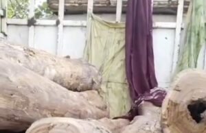 वन विभाग में ‘सेटिंग’? सागौन तस्कर पकड़े गए, फिर भी रिमांड पर नहीं!