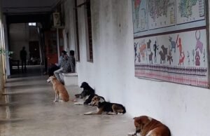 कलेक्ट्रेट के आस पास दिखे कुत्ते तो कर्मचारियों की खैर नहीं, साहब तिलमिलाए