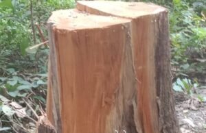 देलाखारी रेंज के कोसमी बीट में सैकड़ों सागौन के पेड़ काटे गए!