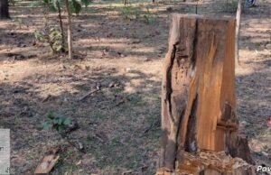 देलाखारी के जंगलों में सागौन की खुली लूट !