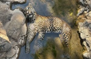 ” साइलेंट अटैक” तेंदुए की मौत !