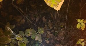 गुमतरा में टाइगर का कहर, युवक की मौत