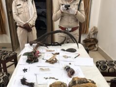 एक करोड़ की लालच में बाघ का कत्ल, 30 लाख में हुआ था सौदा !