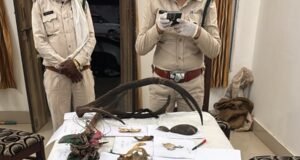 एक करोड़ की लालच में बाघ का कत्ल, 30 लाख में हुआ था सौदा !