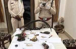 एक करोड़ की लालच में बाघ का कत्ल, 30 लाख में हुआ था सौदा !