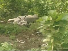 गौ माता की दुर्दशा ! जिम्मेदार कौन ?