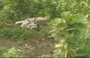 गौ माता की दुर्दशा ! जिम्मेदार कौन ?